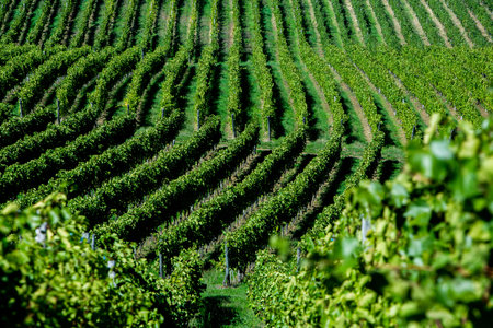 Landscape of Champagne vineyard in France, with vineyards