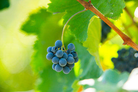 Bunch of red wine grapes in vineyard, close-up