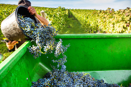 Harvesting of grapes in a vineyard in Tuscany, Italyの写真素材
