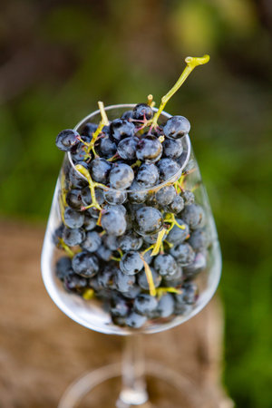 Bunch of black grapes in a glass on a background of green grass