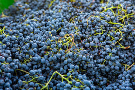 Grape harvest. Close-up of bunch of black wine grapes