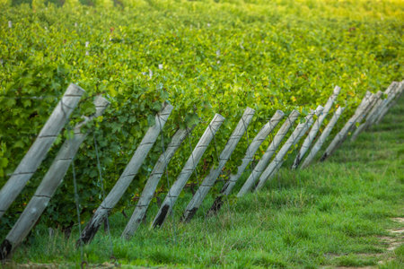 Vineyard with rows of green grapes in a vineyard at sunsetの写真素材