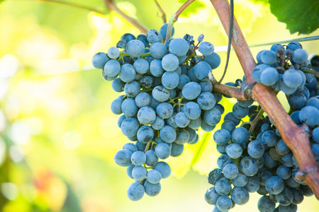 Grape field growing for wine. Vineyard hills in the Republic of Moldova. Summer scenery with wine...