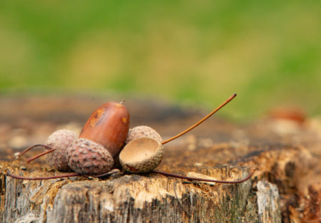 Acorns on a stump in the forest. Shallow depth of field.の写真素材