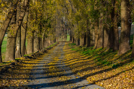 Autumn alley with yellow leaves and trees in the city park.の写真素材