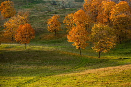 Autumn landscape with colorful trees and meadow in the morning.の写真素材