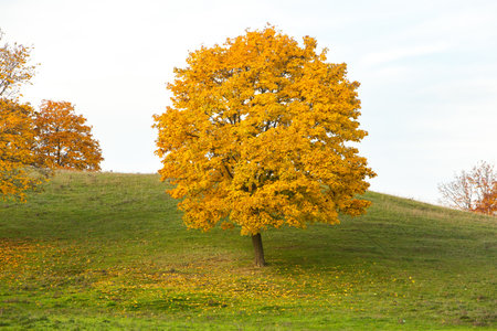Autumnal tree on a hillside with yellow leaves in the foregroundの写真素材