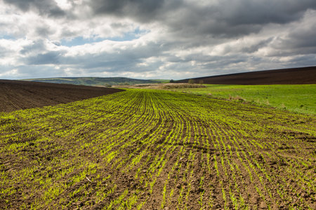 agricultural field on which grow young corn seedlings under a cloudy skyの写真素材