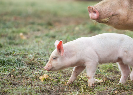 Little piglet on green grass in the farm. Selective focus.の写真素材