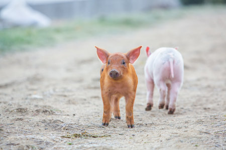 Piglet on the farm, selective focus, shallow depth of fieldの写真素材