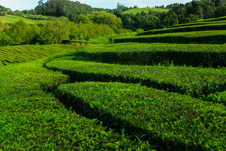 Tea Plantation at Chiang Rai Province, Thailand. Tea Plantation is one of the most important tourist attractions in Chiang Rai.の写真素材