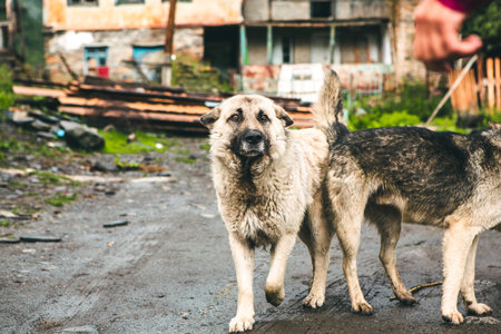 Homeless stray dog on the street. Homeless stray dog in the city.