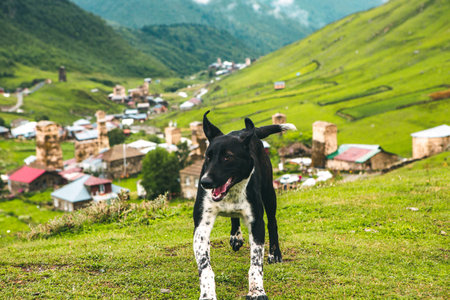 Black and white dog on the background of the village in the mountains