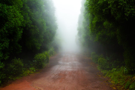 Foggy road in the rainforest at Doi Inthanon, Chiang Mai, Thailand