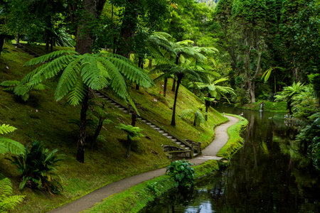 Walkway in the tropical garden. Beautiful landscape of tropical garden.の写真素材