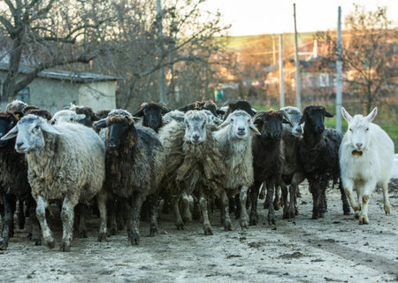 Beautiful landscape with quiet rural life of winter without snow in Moldovaの写真素材