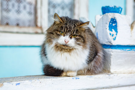 Domestic cat sitting on the porch of an old house in Greeceの写真素材