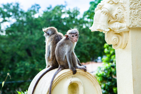 Monkey sitting on a pillar in the park, Thailand, Asia