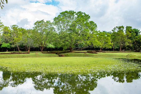 Landscape view of green grass field and trees with reflection in water.の写真素材