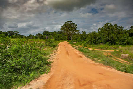 Dirt road in the jungle, Chobe National Park, Botswana, Africaの写真素材