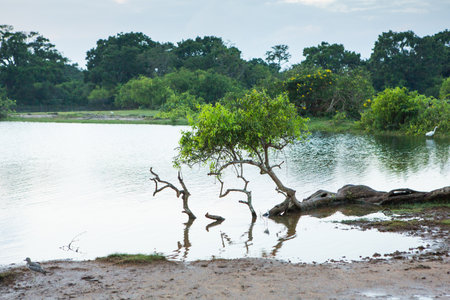 Mangrove trees on the shore of a lake in Thailandの写真素材
