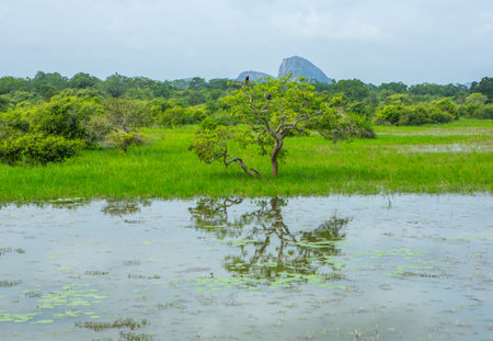 Landscape of green rice field with big tree and reflection in waterの写真素材