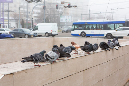 Photo of the capital of the Republic of Moldova, Chisinau during the winter fog.の写真素材