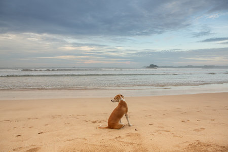 Dog on the beach in the morning. The dog looks at the sea.の写真素材