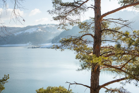 Pine tree on the shore of a mountain lake in the winterの写真素材