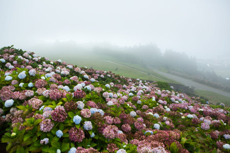 Breathtaking Natural Beauty of the Azores Islands