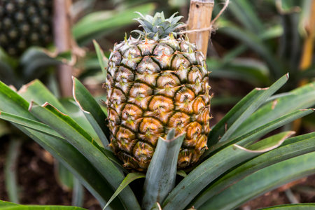 Pineapple fruit growing in the garden. Close-up.の写真素材