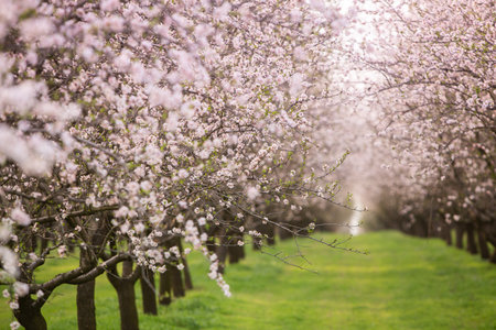 Beautiful blooming almond trees in spring garden. Nature background.の写真素材