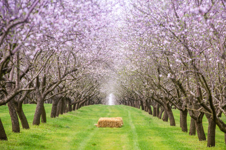 Blossoming almond trees in a row with hay bales in springの写真素材
