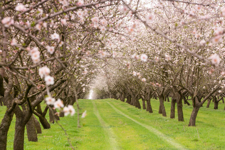 spring landscape with blooming trees on a sunny day, nature seriesの写真素材