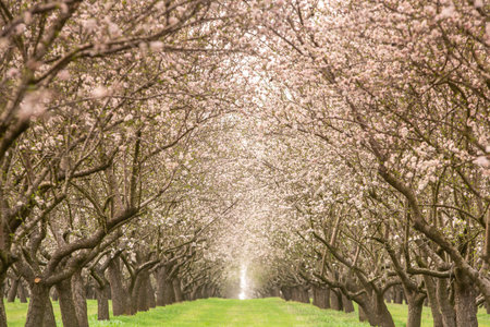 Cherry blossoms in full bloom in an orchard in spring