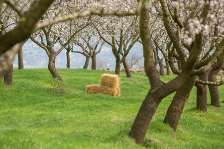 Bales of hay in the orchard on a spring day.
