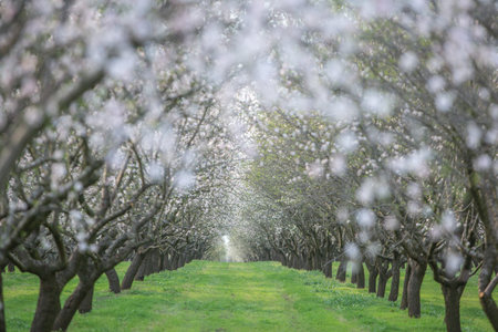 Blossoming apple orchard in springtime, with white flowers