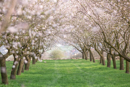 Blossoming almond trees in spring, South Korea. Selective focus.の写真素材