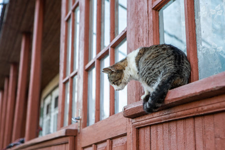 Domestic cat on the windowsill of an old house in Stockholm, Swedenの写真素材