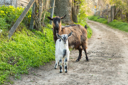 Goat and her baby on a walk in the village. Goat with kid.の写真素材