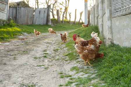chickens walking on the grass in the village. selective focusの写真素材