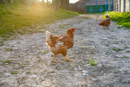 Chickens walk on the grass in the village in the morning.の写真素材