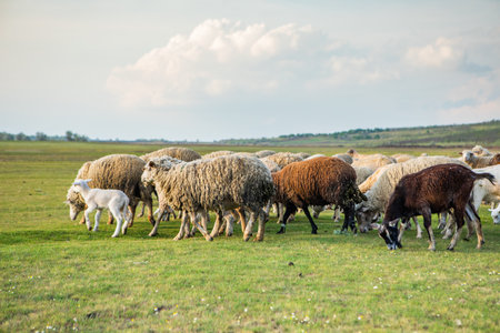 Flock of sheep grazing in a meadow in the Netherlands.の写真素材