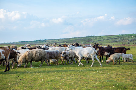 Herd of sheep grazing in a green meadow on a sunny dayの写真素材