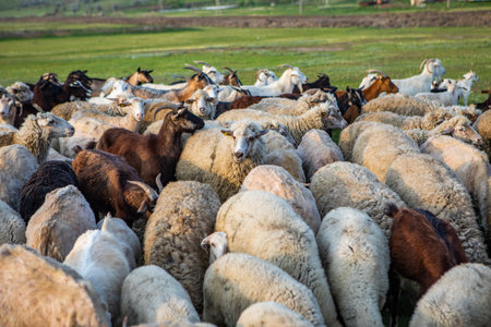 Herd of sheep on a green meadow in the spring.の写真素材