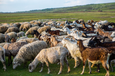 Herd of sheep on a green meadow in the summer.の写真素材