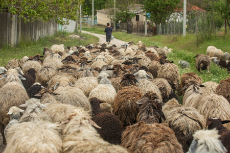 Sheep herd in the village. Selective focus. nature.