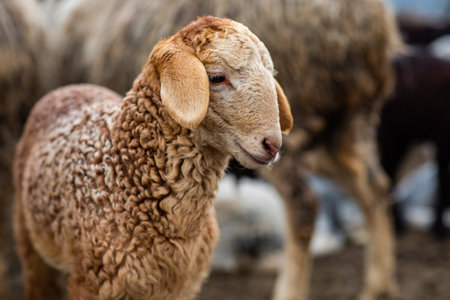Sheep in the farm, selective focus, shallow depth of field.の写真素材