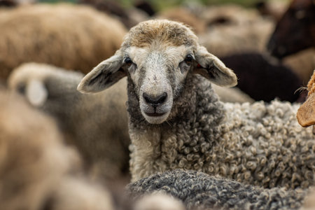 Flock of sheep on the farm. Sheep on the farm.