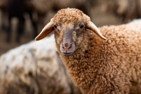 Sheep on the farm, selective focus, shallow depth of field